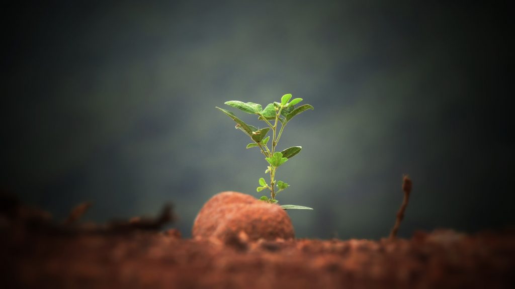 A small green bud growing out of brown dirt