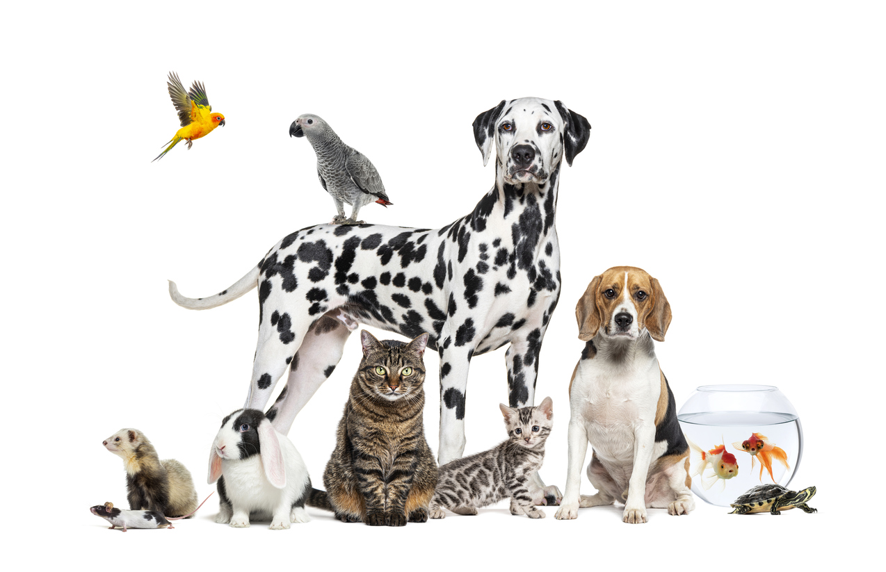 Blessing of the Animals
